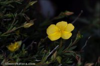 Fumana paradoxa