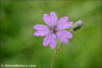 Geranium pyrenaicum