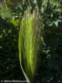 Hordeum murinum
 ssp leporinum