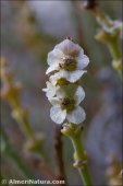 Haloxylon tamariscifolium