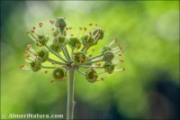 Hedera helix