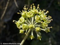 Hedera rhizomatifera