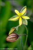 Helianthemum aegyptiacum