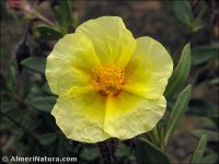 Helianthemum alypoides