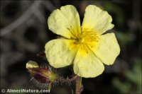 Helianthemum alypoides