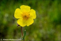 Helianthemum apenninum subsp. stoechadifolium