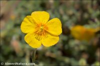 Helianthemum apenninum
 ssp stoechadifolium