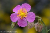 Helianthemum apenninum