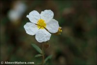 Helianthemum apenninum