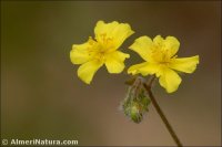 Helianthemum cinereum
 subsp. guadiccianum