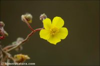 Helianthemum cinereum