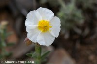 Helianthemum hirtum