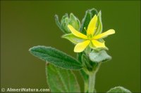 Helianthemum ledifolium