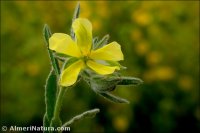 Helianthemum ledifolium