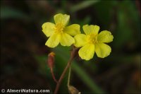 Helianthemum marifolium subsp. andalusicum