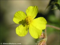 Helianthemum marifolium