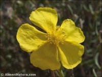 Helianthemum motae