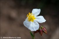 Helianthemum neopiliferum