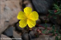 Helianthemum neopiliferum