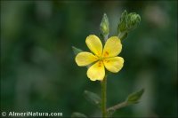 Helianthemum salicifolium