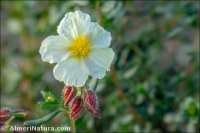 Helianthemum x
 mariano-salvatoris