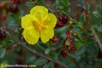 Helianthemum x mariano-salvatoris