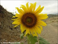 Helianthus annuus