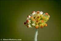 Helichrysum luteoalbum