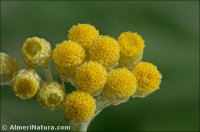 Helichrysum stoechas