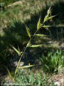 Helictochloa gervaisii