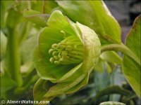 Helleborus foetidus