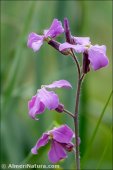 Hesperis laciniata