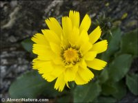 Hieracium amplexicaule