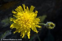 Hieracium baeticum