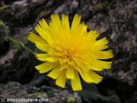 Hieracium elisaeanum