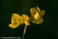 Hippocrepis multisiliquosa