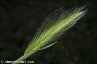 Hordeum glaucum