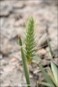 Hordeum marinum