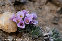 Hormathophylla purpurea