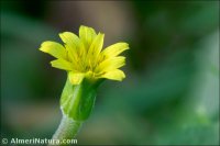 Hyoseris scabra