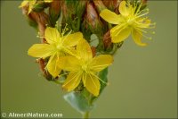 Hypericum caprifolium