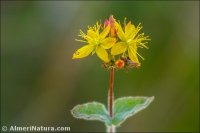 Hypericum caprifolium