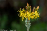 Hypericum caprifolium