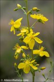 Hypericum elongatum
 ssp calithyrsum