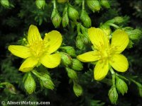 Hypericum ericoides