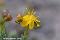 Hypericum hispanicum