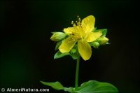 Hypericum tetrapterum