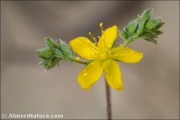 Hypericum tomentosum