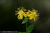 Hypericum undulatum