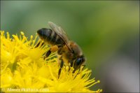 Apis mellifera